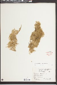 Lemna obscura image