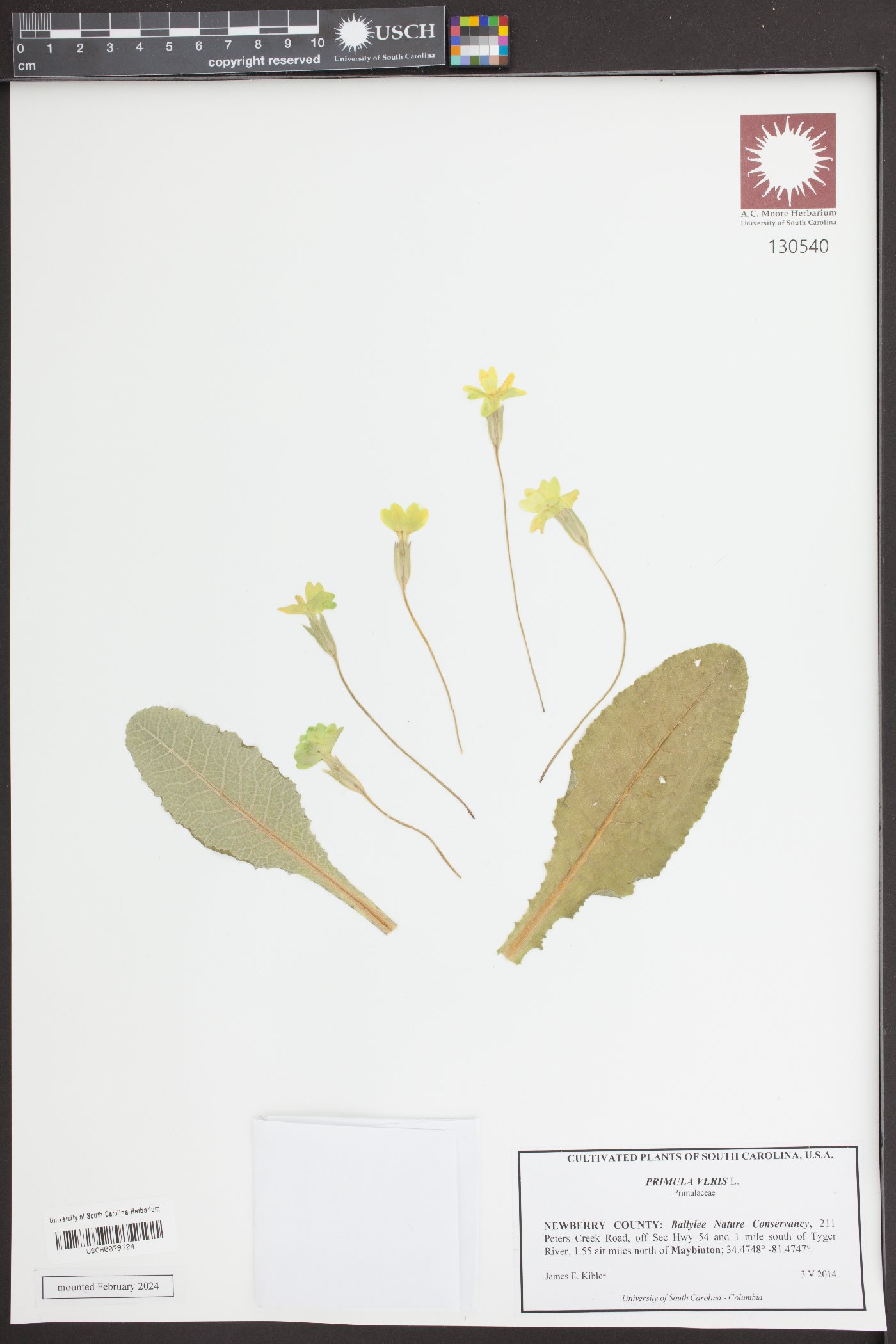 Primula veris image