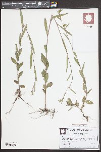 Ludwigia maritima image