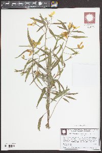 Ludwigia grandiflora image