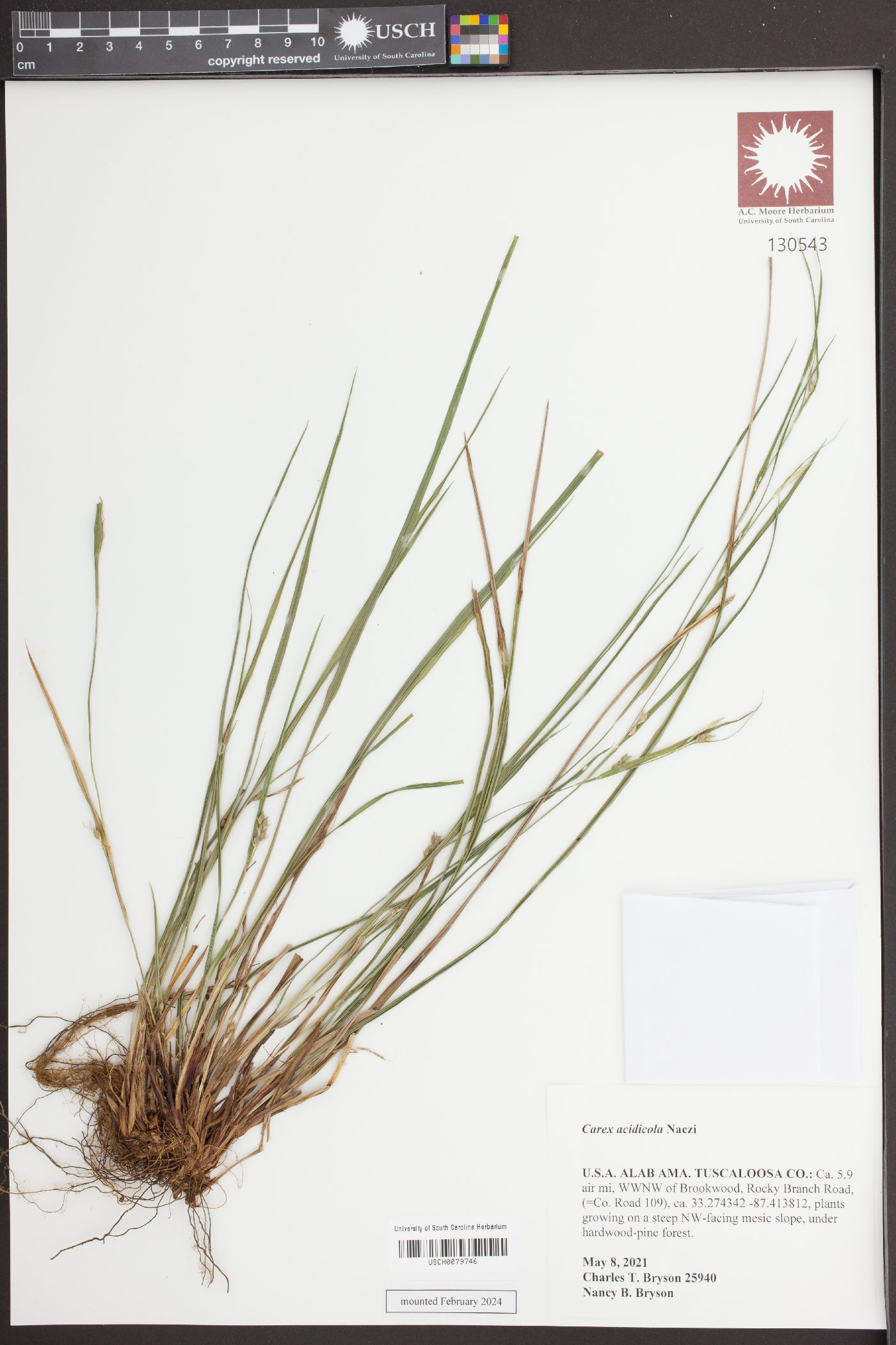 Carex acidicola image