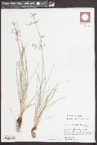 Fimbristylis annua image