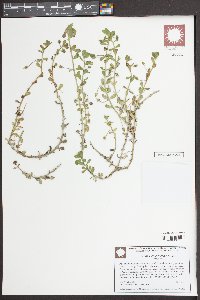 Bacopa monnieri image