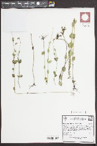 Mitreola sessilifolia image