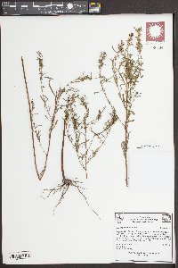 Ludwigia linearis image