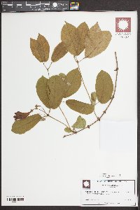 Bignonia capreolata image