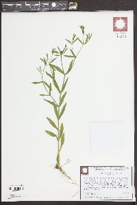 Sabatia calycina image
