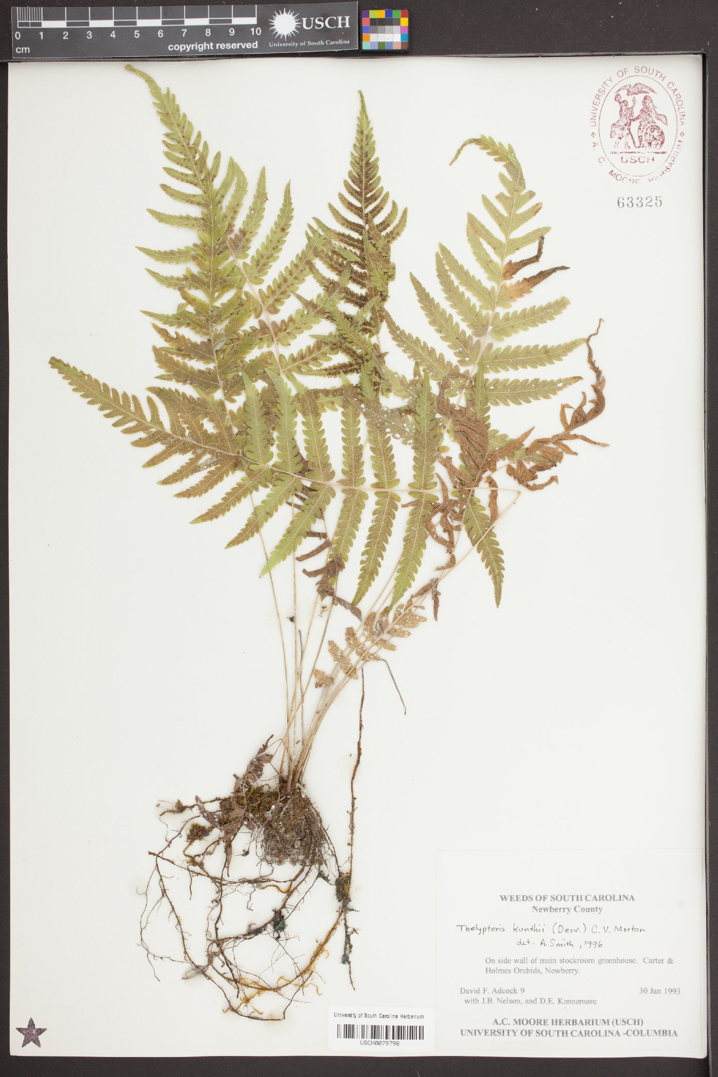 Thelypteris kunthii image