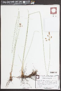 Fimbristylis puberula image