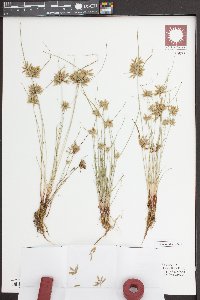 Cyperus flavescens image