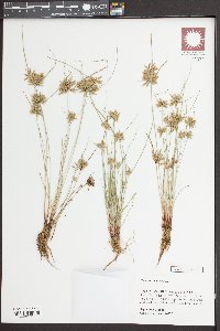 Cyperus flavescens image