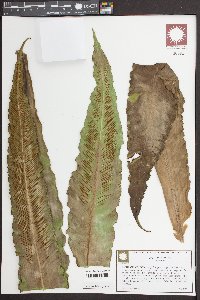 Asplenium nidus image