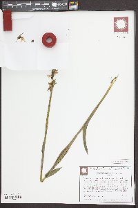 Spiranthes odorata image