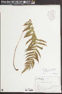 Thelypteris kunthii image