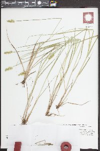 Carex stipata var. maxima image