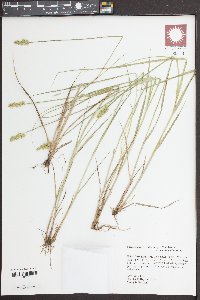 Carex stipata var. maxima image