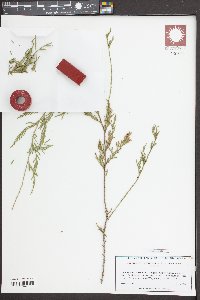 Cupressus funebris image