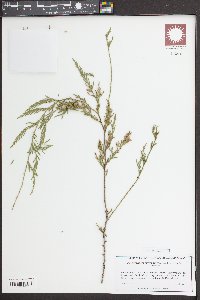 Cupressus funebris image