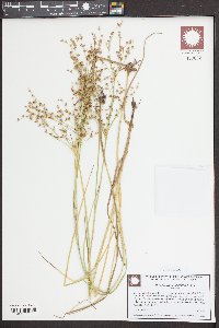 Juncus diffusissimus image