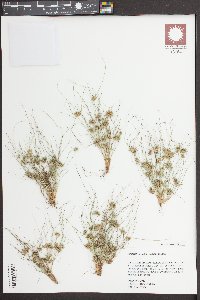 Fimbristylis vahlii image