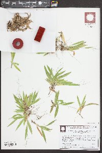 Dichanthelium strigosum image