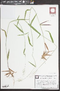 Panicum ensifolium image