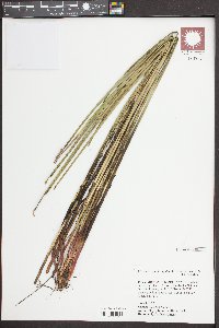 Eleocharis quadrangulata image