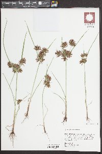 Cyperus flavicomus image