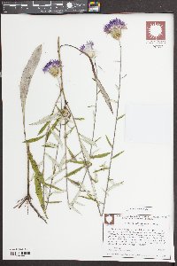 Cirsium virginianum image