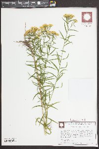 Euthamia hirtipes image