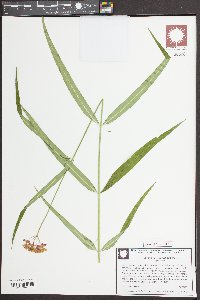 Asclepias lanceolata image