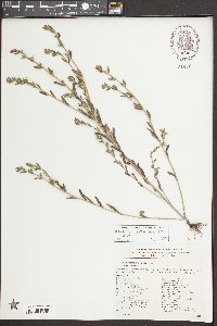 Buglossoides arvensis image