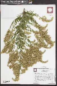 Solidago altissima image