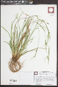 Carex impressinervia image