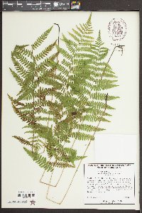Thelypteris palustris var. pubescens image