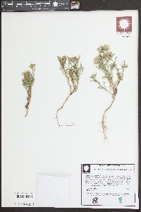 Machaeranthera tanacetifolia image