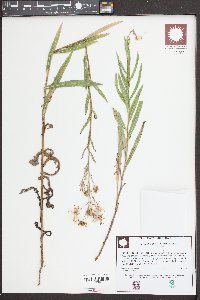 Lactuca tatarica var. pulchella image