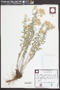 Heterotheca villosa var. nana image