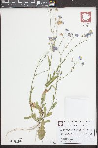 Erigeron quercifolius image