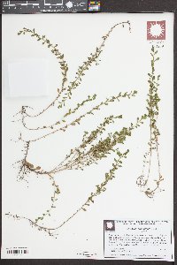 Ludwigia microcarpa image