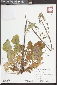 Youngia japonica image