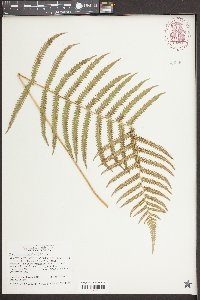 Thelypteris kunthii image