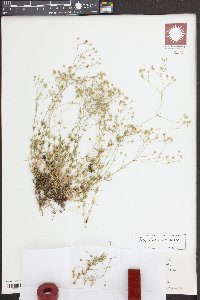 Arenaria stricta image