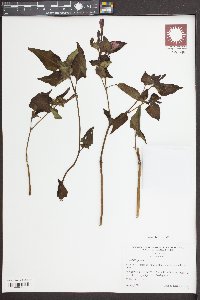 Mirabilis jalapa image