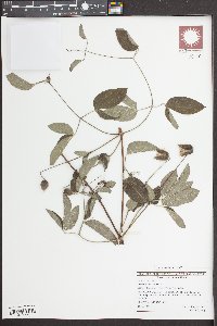 Clematis viorna image