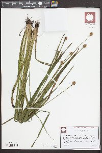 Xyris jupicai image