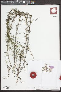 Agalinis fasciculata image