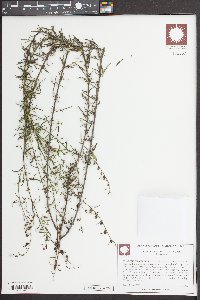 Agalinis fasciculata image