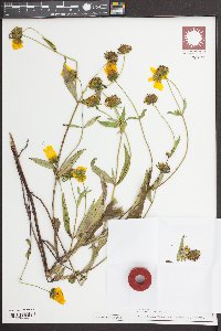 Bidens laevis image