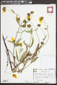 Bidens laevis image